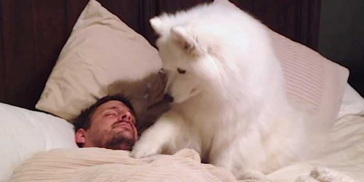 lexi-samoyed-wakeup