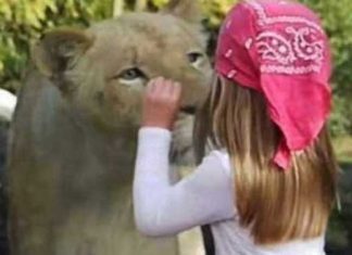 lion-walks-girl