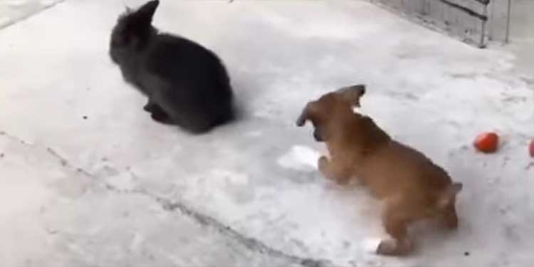 puppy-bounces-bunny