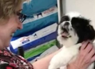 puppy-throws-tantrum-getting-groomed