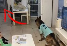 untrained-dog-hears knock