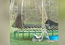 Black bears playing on a trampoline in Coquitlam