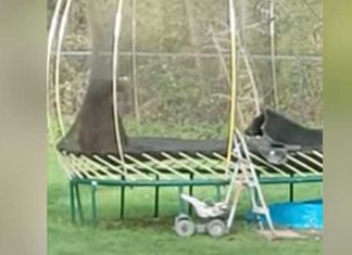 Black bears playing on a trampoline in Coquitlam