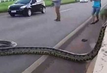 anaconda-cause-traffic-in-brazil