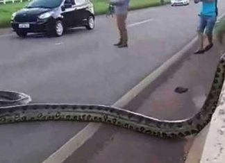 anaconda-cause-traffic-in-brazil