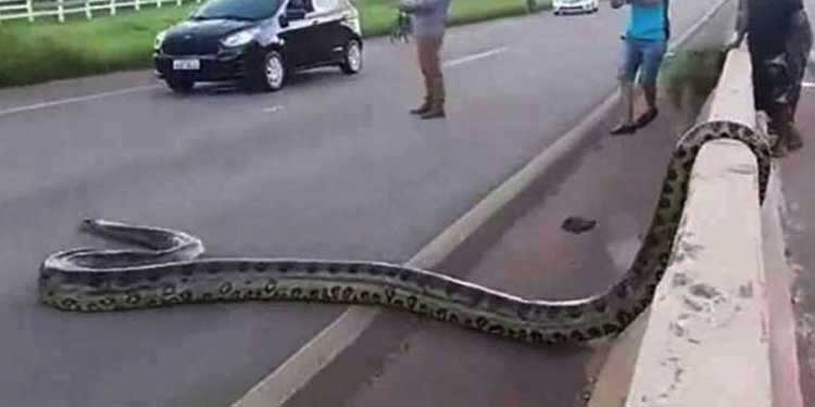 anaconda-cause-traffic-in-brazil