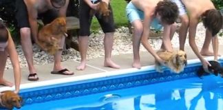dachshund-water-race