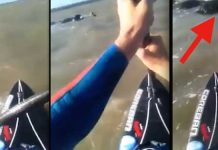 dog-rescued-by-paddleboarder
