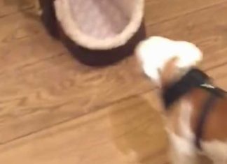 lola-bulldog-puppy-gets-into-carrier-by-herself