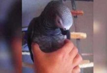 parrot-squeeze-toy