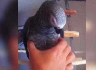 parrot-squeeze-toy
