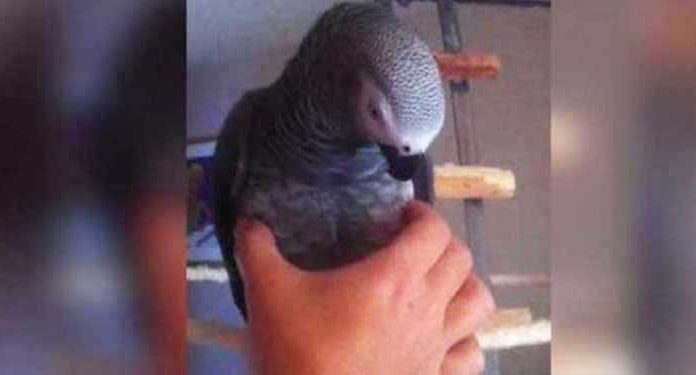 parrot-squeeze-toy