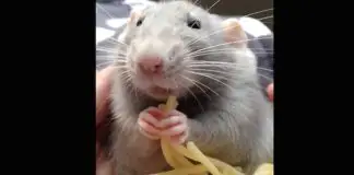 rat-spaghetti