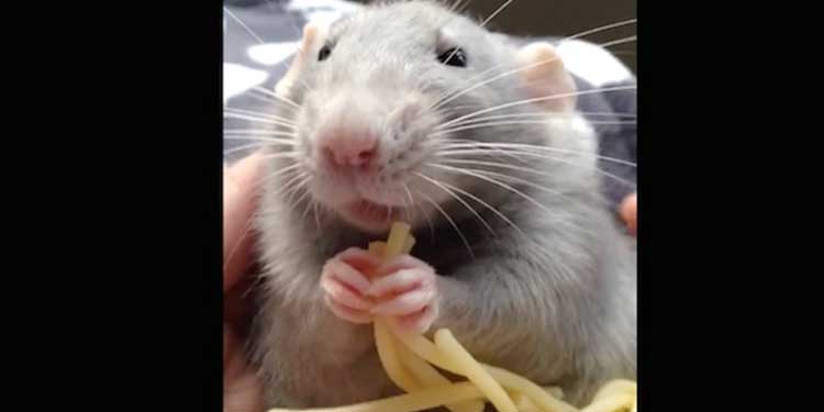 rat-spaghetti