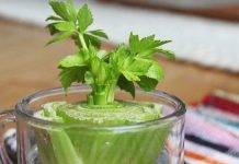 regrow-vegetables-from-kitchen-scraps