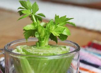 regrow-vegetables-from-kitchen-scraps