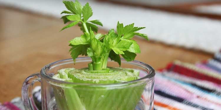 regrow-vegetables-from-kitchen-scraps