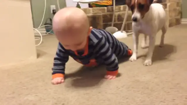 Jack Russell Teaches Baby to Crawl - You Will Giggle for Sure