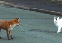 fox-and-cat-on-road