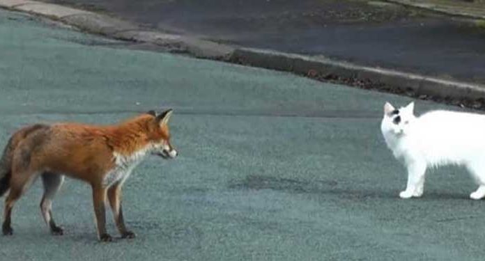 fox-and-cat-on-road