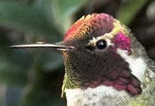 hummingbird-and-colors