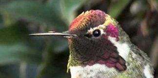 hummingbird-and-colors