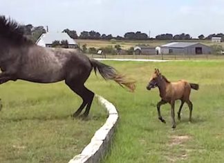 mama-horse-teaches-foal-to-jump