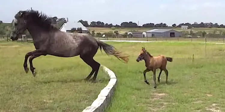mama-horse-teaches-foal-to-jump