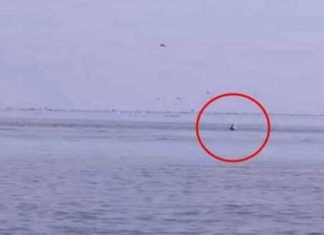 orca-breaches-beside-kayaker