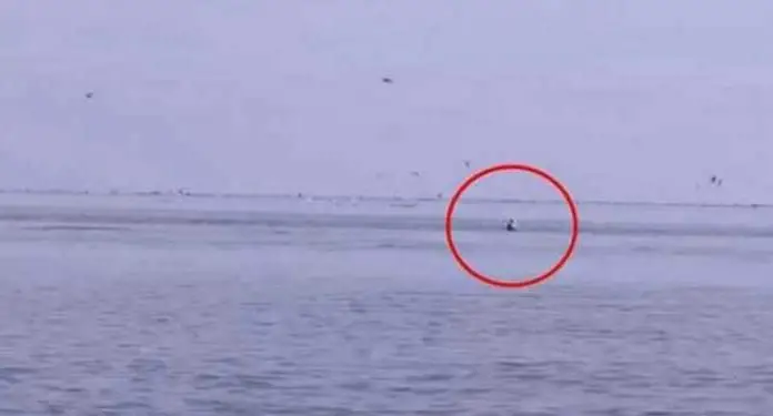 orca-breaches-beside-kayaker