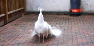 white-peacock-on-porch