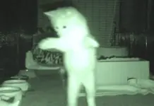 cats at night