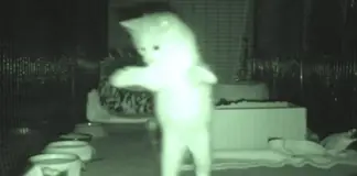 cats at night