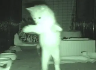 cats at night