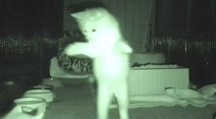 cats at night