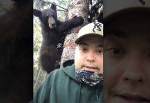 bear-in-treestand