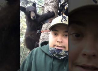 bear-in-treestand