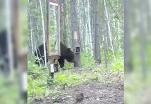 bear-sees-his-own-reflection