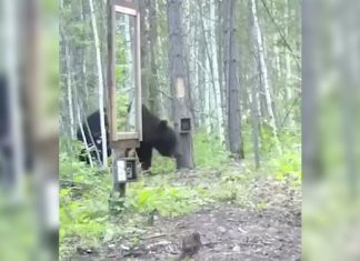 bear-sees-his-own-reflection