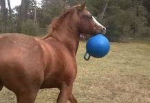 buster-the-horse-playing