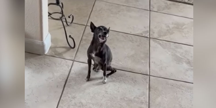 chihuahua-sneezes-weird