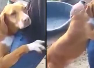 dog-hugs-reporter