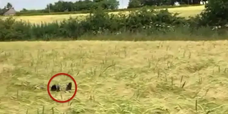dog-in-wheat-field