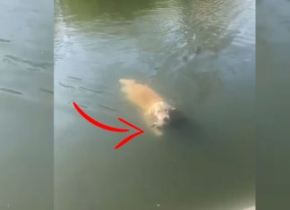 golden-retriever-fetches-baby-goose