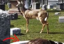 goose-and-deer