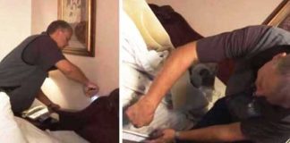 how-to-spot-bed-bugs