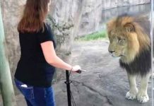 lion-human-closeness