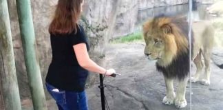 lion-human-closeness