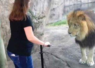 lion-human-closeness