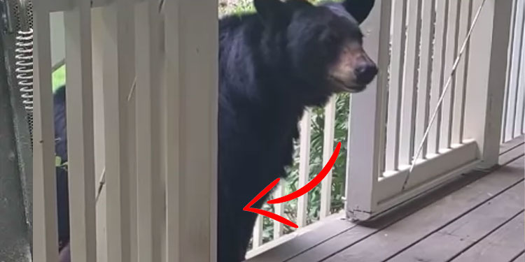 man-befriends-bear-brings-cubs